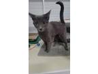 Ashbear, Domestic Shorthair For Adoption In Elmira, New York