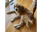 Joe, Golden Retriever For Adoption In Louisville, Kentucky