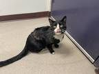 Ollie, Domestic Shorthair For Adoption In Boulder, Colorado