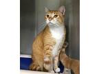 Radar, Domestic Shorthair For Adoption In Battle Creek, Michigan