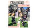 Adopt Charming a Australian Cattle Dog / Blue Heeler, Mixed Breed