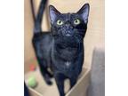 Alvin, Domestic Shorthair For Adoption In San Dimas, California