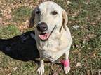 Precious, Labrador Retriever For Adoption In Boulder, Colorado