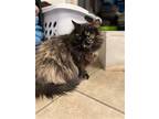 Margot, Domestic Longhair For Adoption In Duquoin, Illinois