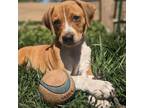Adopt Lansing a Beagle, Plott Hound