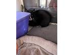 James, Domestic Shorthair For Adoption In Kalamazoo, Michigan