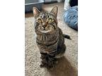 Linus, Domestic Shorthair For Adoption In Milltown, New Jersey