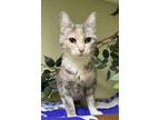 Cleo, Domestic Shorthair For Adoption In Hastings, Nebraska