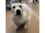 Velma, American Pit Bull Terrier For Adoption In Carrollton, Texas