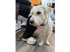 Blanca Venus The Little Scruffy Sweet Girl, Cairn Terrier For Adoption In Provo