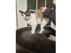 Keiko, Domestic Shorthair For Adoption In Stratford, Ontario