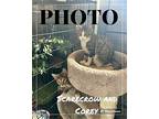 Corey Os C2024 In Ne, Domestic Shorthair For Adoption In Saunderstown