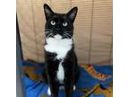 Adopt Salty ( and Pepper) a Domestic Short Hair
