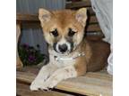 Shiba Inu Puppy for sale in Westcliffe, CO, USA