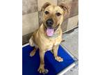 Mango, American Pit Bull Terrier For Adoption In Fort Worth, Texas