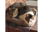 Claude And Jordan: Courtesy Post, Domestic Shorthair For Adoption In New York