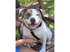 Pretty, American Pit Bull Terrier For Adoption In Williamsburg, Virginia