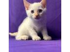 Adopt Landon a Domestic Short Hair