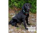 Luke, Labrador Retriever For Adoption In Groveland, Florida