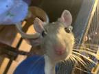 Deluth And Babies, Rat For Adoption In Aurora, Illinois