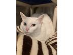 Kathy, Domestic Shorthair For Adoption In Seville, Ohio