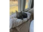 Holly, Domestic Shorthair For Adoption In Brick, New Jersey