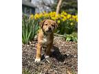 Sprout (west Union 9), Labrador Retriever For Adoption In Lewis Center, Ohio