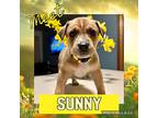 Sunny (west Union 9), Labrador Retriever For Adoption In Lewis Center, Ohio