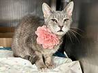 Beauty, Domestic Shorthair For Adoption In New York, New York