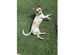 Z - Charlie, Jack Russell Terrier For Adoption In Miami, Florida