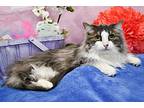 Abby, Domestic Longhair For Adoption In Roanoke, Texas