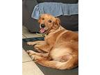 Peanut Puerto Rico, Golden Retriever For Adoption In Cuba, New York