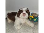 Shih Tzu Puppy for sale in San Antonio, TX, USA