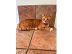 Adopt Mr.Tigger - FROM RAGS TO RICHES a Domestic Short Hair