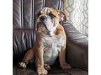 Bulldog Puppy for sale in New Albany, IN, USA