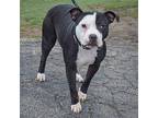 Becky, American Staffordshire Terrier For Adoption In Huntley, Illinois