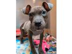 Isabella, American Pit Bull Terrier For Adoption In Warren, Michigan