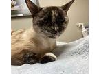 Muppet, Siamese For Adoption In Colmar, Pennsylvania