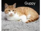 Adopt GUPPY a Domestic Short Hair