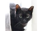 Mochila #toothless-wonder, Bombay For Adoption In Houston, Texas