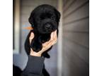 Labrador Retriever Puppy for sale in Parkersburg, WV, USA