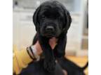Labrador Retriever Puppy for sale in Parkersburg, WV, USA