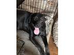 Zen, Labrador Retriever For Adoption In Germantown, Ohio