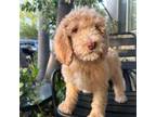 Goldendoodle Puppy for sale in Los Angeles, CA, USA