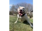 Petra, American Pit Bull Terrier For Adoption In Valley View, Ohio