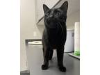 Puma, Domestic Shorthair For Adoption In Sheboygan, Wisconsin