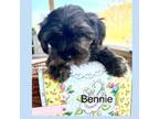 Mutt Puppy for sale in Bennington, IN, USA