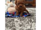 Poodle (Toy) Puppy for sale in Corona, CA, USA