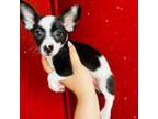 Chorkie Puppy for sale in Houston, TX, USA