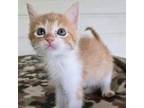 Adopt Kitten 9 a American Shorthair
